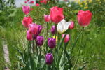 オリジナルガーデンのチューリップ(クリックすると拡大されます)