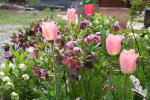 オリジナルガーデンのチューリップとクリスマスローズ(クリックすると拡大されます)