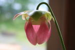 オリジナルガーデンのサラセニア(食虫植物)(クリックすると拡大されます)