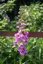 オリジナルガーデンのジキタリス(クリックすると拡大されます)