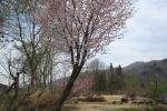 オリジナルガーデンの大山桜（クリックすると拡大されます）