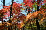 林のガーデンの紅葉（クリックすると拡大されます）