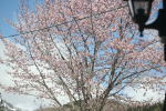 オリジナルガーデンの山桜（クリックすると拡大されます）