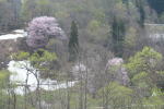 ミストガーデンから望む新緑と山桜（クリックすると拡大されます）
