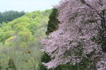 ミストガーデンから望む新緑と山桜（クリックすると拡大されます）