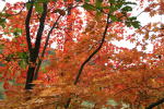 林のガーデンの紅葉（クリックすると拡大されます）