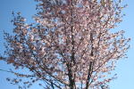 オリジナルガーデンの大山桜（クリックすると拡大されます）