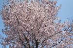 大山桜（クリックすると拡大されます）