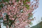 大山桜（クリックすると拡大されます）