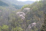 対岸の山桜を望む（クリックすると拡大されます）