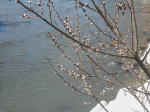 寒河江川沿いのヤナギの芽吹き（クリックすると拡大されます）