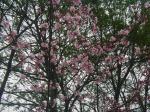 ガーデンの大山桜（クリックすると拡大されます）